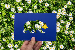 A hand holds a blue piece of paper with the shape of the Golden Bear cut out. In the background are white and yellow flowers.